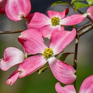 Pink Dogwood Tree 2.5-Inch Pot Compact Ornamental Tree Pink Blossoms
