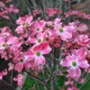Pink Dogwood Tree 2.5-Inch Pot Compact Ornamental Tree Pink Blossoms