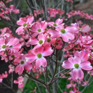 Pink Dogwood Tree 2.5-Inch Pot Compact Ornamental Tree Pink Blossoms
