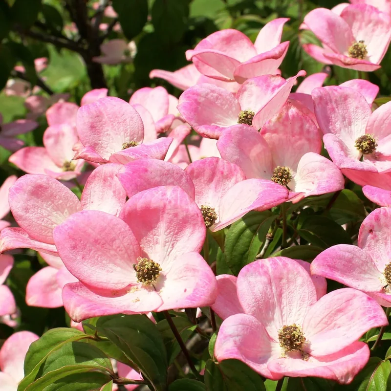 Pink Dogwood Tree 2.5-Inch Pot Compact Ornamental Tree Pink Blossoms