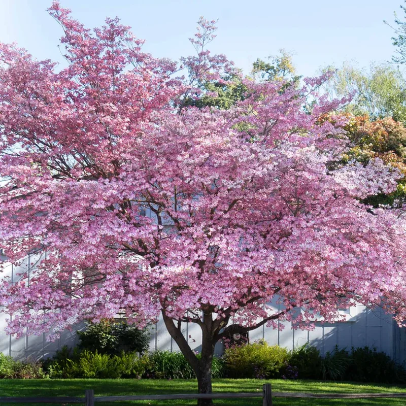 Pink Dogwood Tree 2.5-Inch Pot Compact Ornamental Tree Pink Blossoms