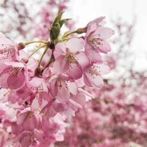 Flowering Cherry Tree Live Plant - 2.5-Inch Pot - Pink Blossom Ornamental Tree