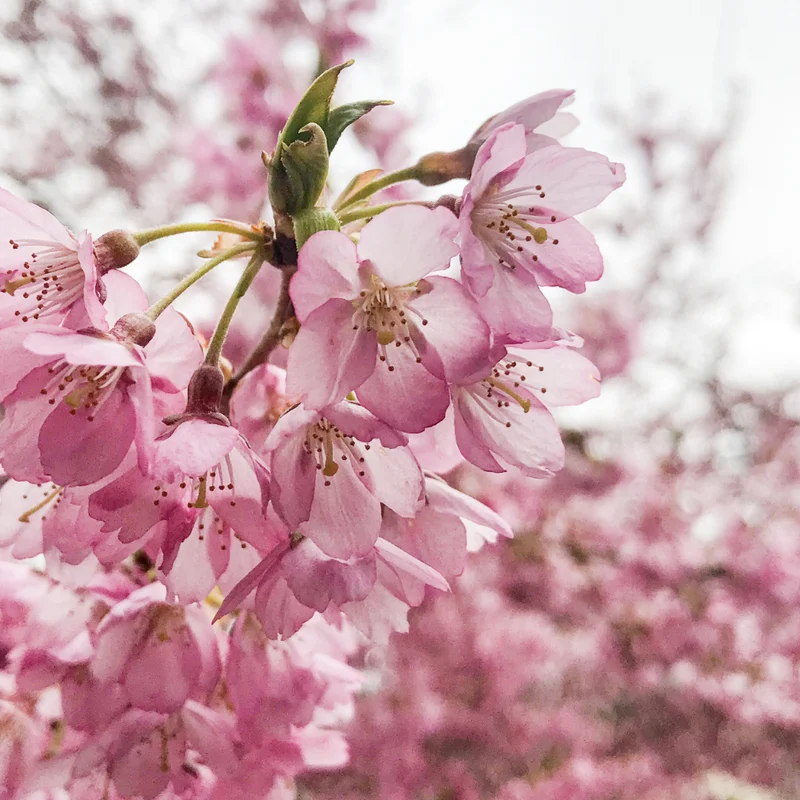 Flowering Cherry Tree Live Plant - 2.5-Inch Pot - Pink Blossom Ornamental Tree