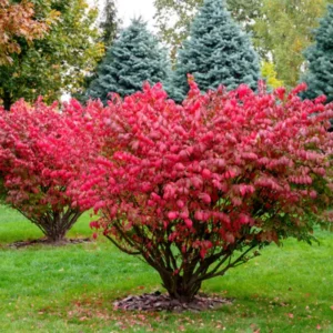 Dwarf Burning Bush Plants - 5 Bare Root Shrubs for Fall Color