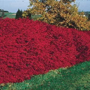 Dwarf Burning Bush Plants - 5 Bare Root Shrubs for Fall Color