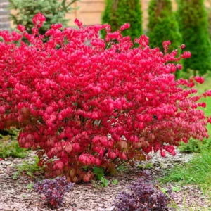 Dwarf Burning Bush Plants - 5 Bare Root Shrubs for Fall Color
