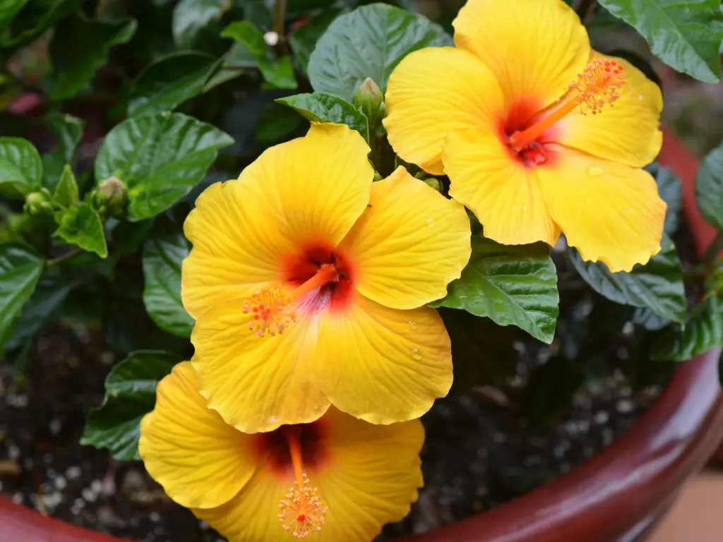Hibiscus - Exotic Tropical Flowers to Ignite Your Summer Garden