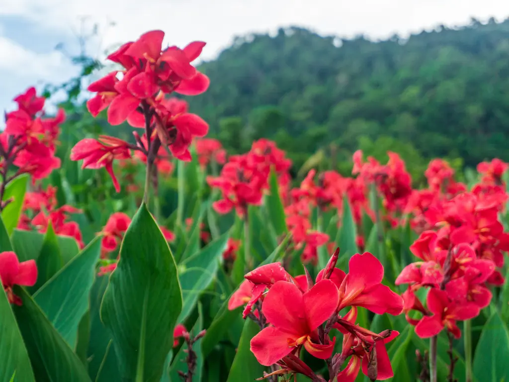 Canna Lily