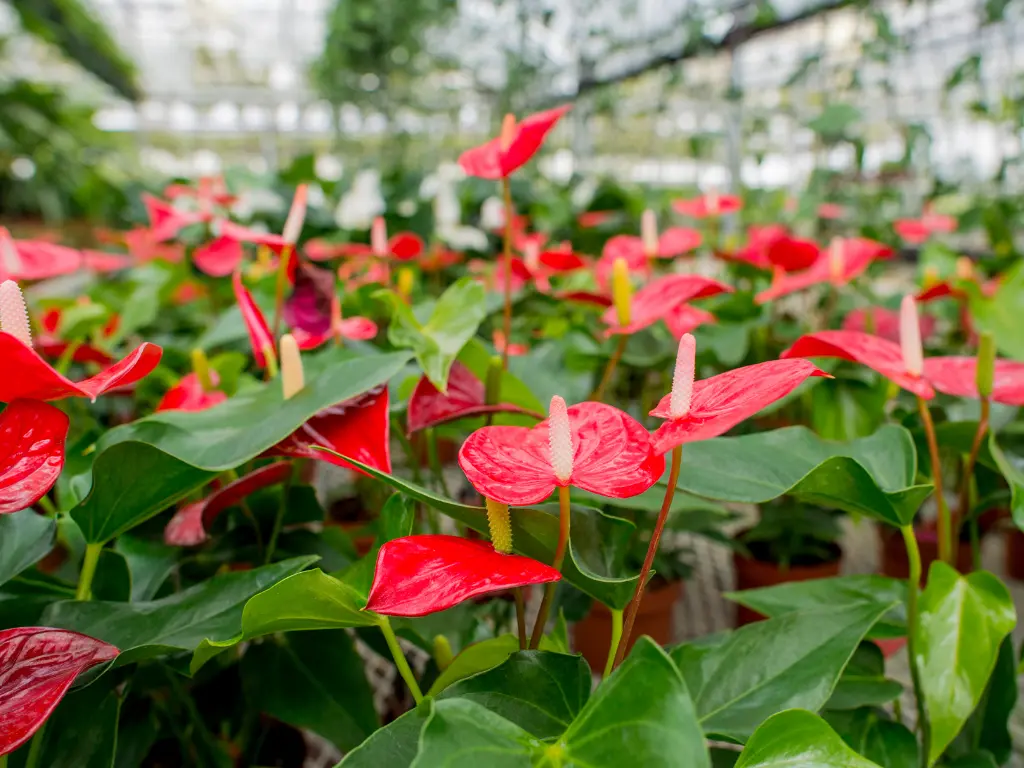 Anthurium
