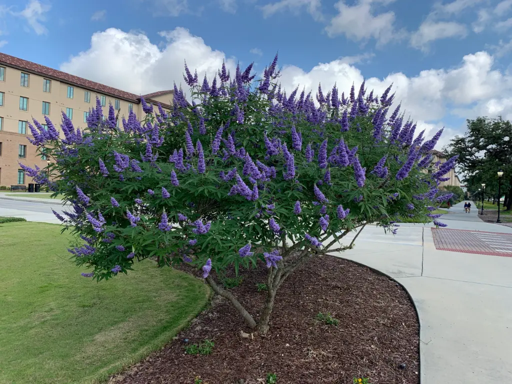 A mature chaste tree (Vitex agnus-castus) in full bloom, covered with purple flower spikes, growing in a landscaped urban area.