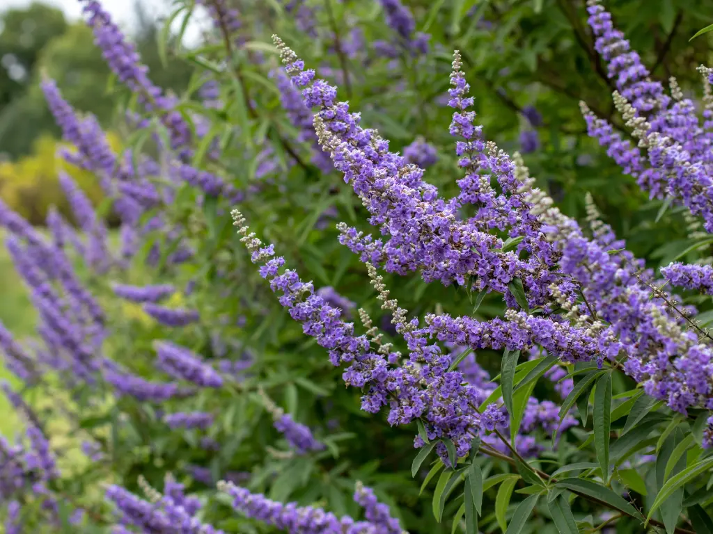 Chaste Tree flowers, Close-up view of chaste tree branches displaying clusters of vibrant purple flower spikes and green foliage.