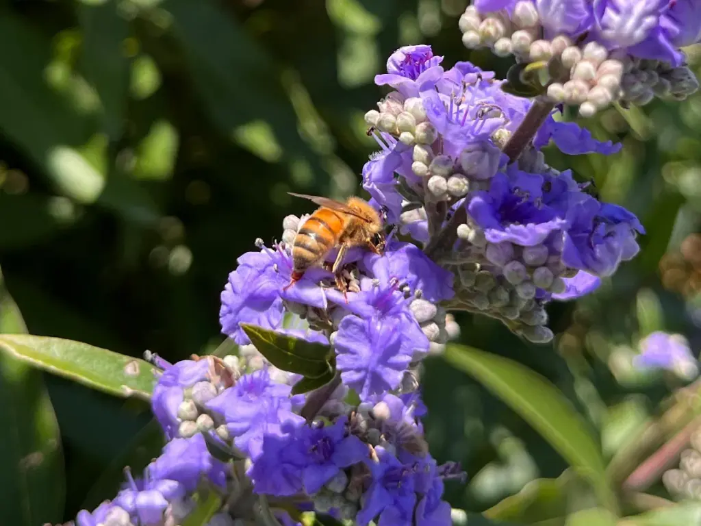 A honeybee collecting nectar from the purple flowers of a chaste tree, highlighting the plant’s role as a pollinator-friendly shrub.