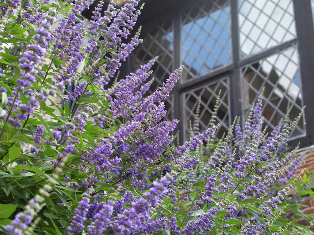 Chaste tree flower spikes blooming outside a window, showcasing their ornamental value in home gardens.
