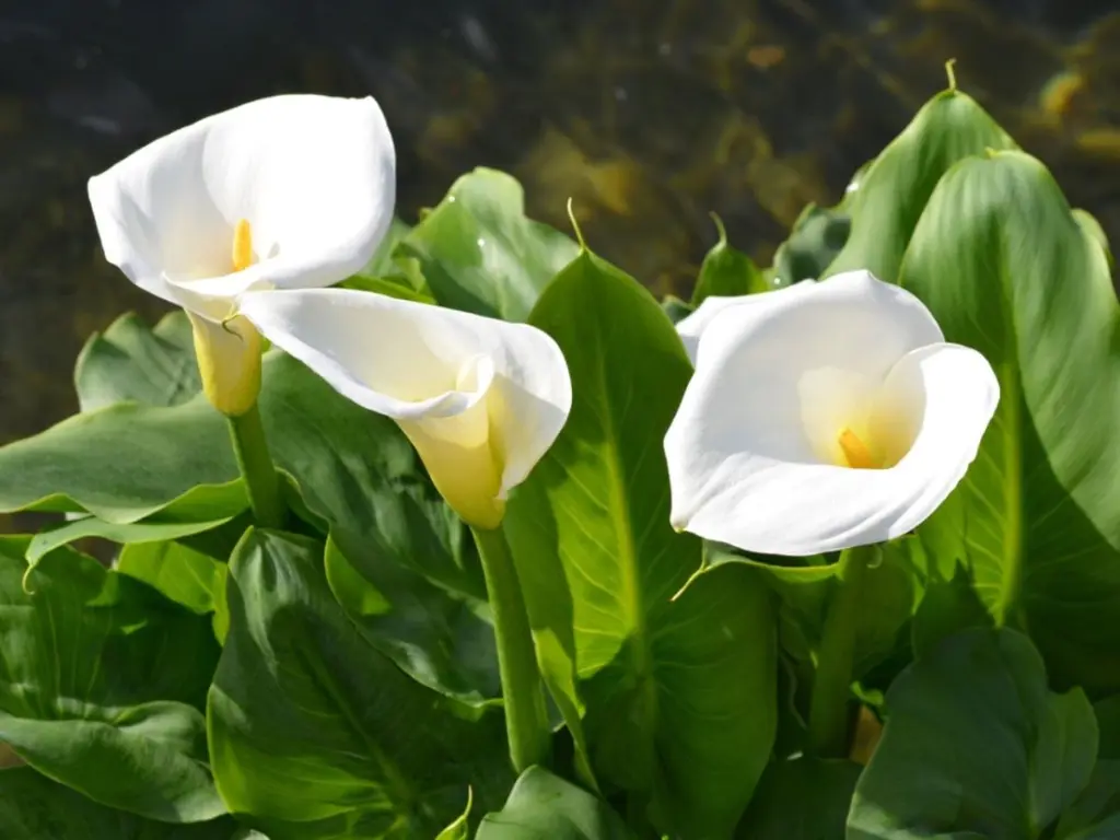 Zantedeschia spp., Zones 8 to 11