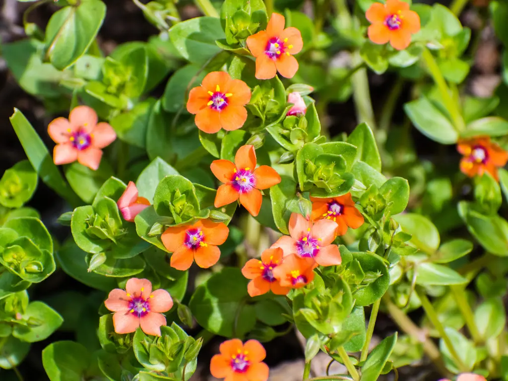 Scarlet Pimpernel - Anagallis arvensis, Zones 3 to 9