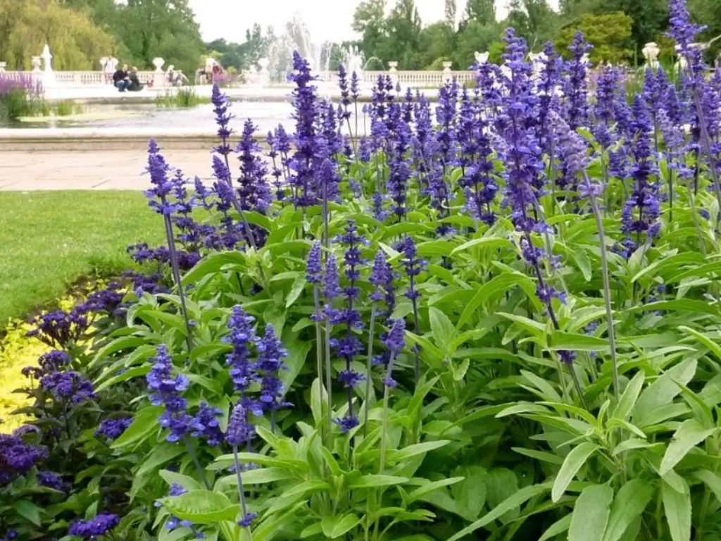Salvia 'Victoria Blue' - Salvia farinacea, Zones 7 to 10