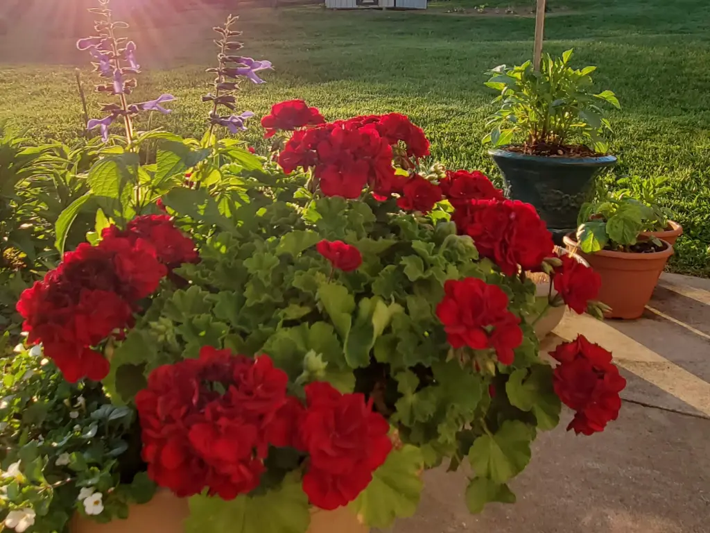 Pelargonium spp., Zones 9 to 11