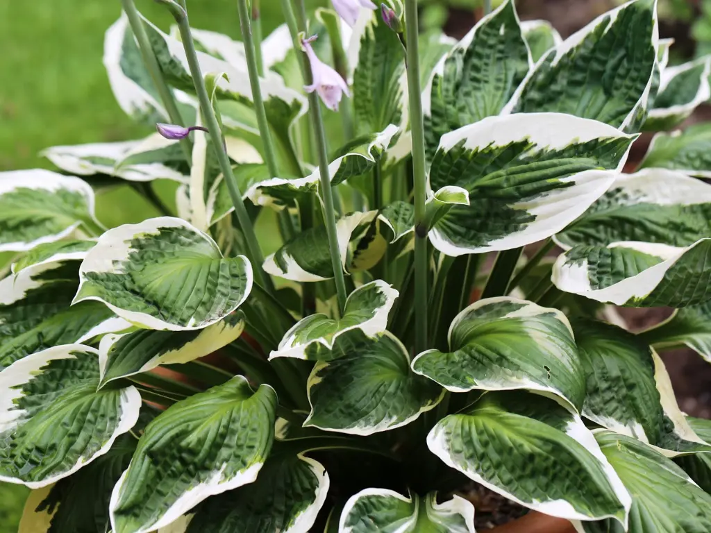 Patriot Hosta - Hosta spp., Zones 3 to 9