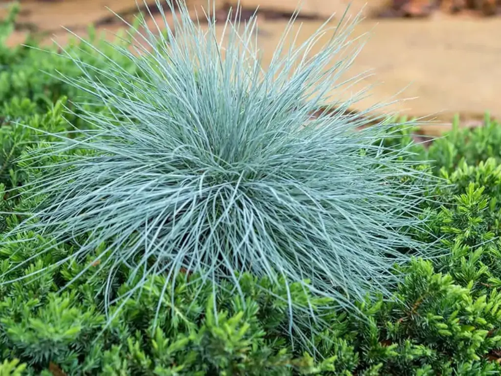 Festuca glauca, Zones 4 to 8