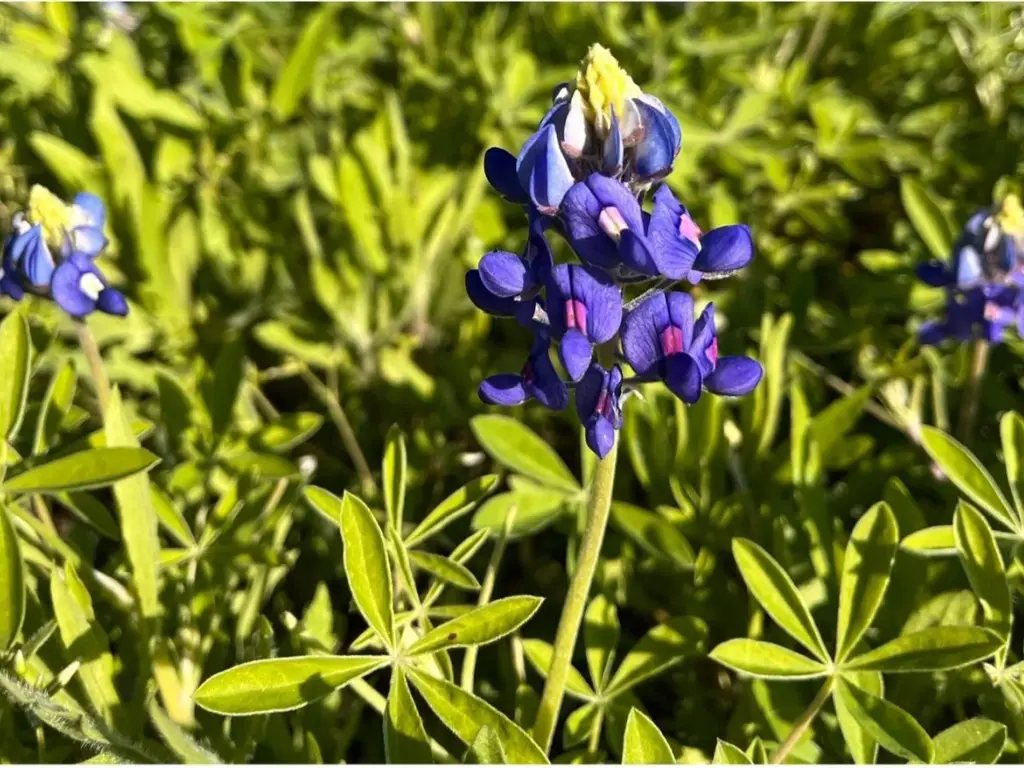 Bluebonnet