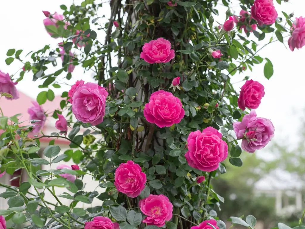 American Beauty Rose