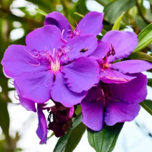 Tibouchina Plant Set - Live Purple Flower Shrubs, 4-8 Inch Tall