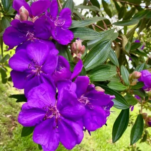 Tibouchina Plant Set - Live Purple Flower Shrubs, 4-8 Inch Tall
