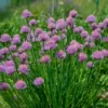 Chives Live Plants - Hardy Garlic Chives, Heirloom Leeks - 4-7 Inches