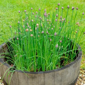 Chives Live Plants - Hardy Garlic Chives, Heirloom Leeks - 4-7 Inches
