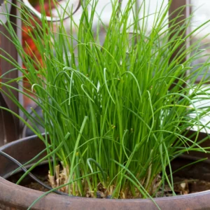 Chives Live Plants - Hardy Garlic Chives, Heirloom Leeks - 4-7 Inches