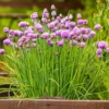 Chives Plants Pack of 3 Hardy Live Leeks Outdoor Growing