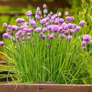 Chives Plants Pack of 3 Hardy Live Leeks Outdoor Growing