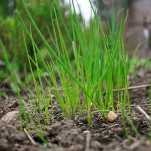 Chives Plants Pack of 3 Hardy Live Leeks Outdoor Growing
