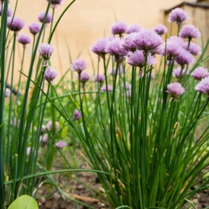 Chives Plants Pack of 3 Hardy Live Leeks Outdoor Growing