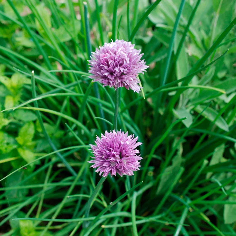 Chives Plants Pack of 3 Hardy Live Leeks Outdoor Growing