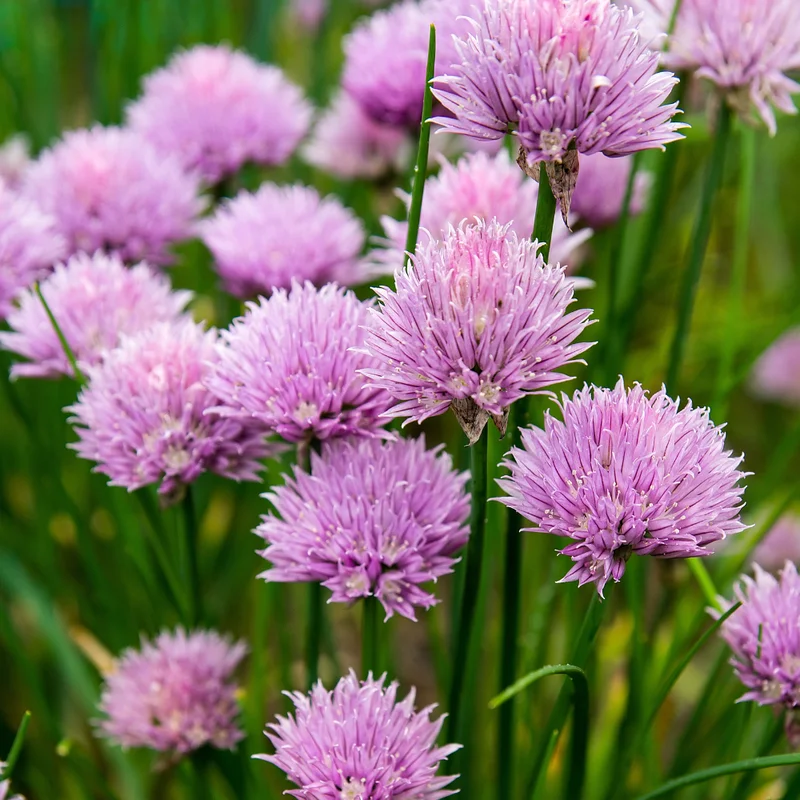 Chives Plants Pack of 3 Hardy Live Leeks Outdoor Growing