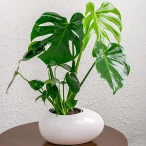 Monstera Deliciosa Live Plant - Split-Leaf Philodendron Indoor, 4-8 Inches