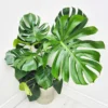 Monstera Deliciosa Live Plant - Split-Leaf Philodendron Indoor, 4-8 Inches