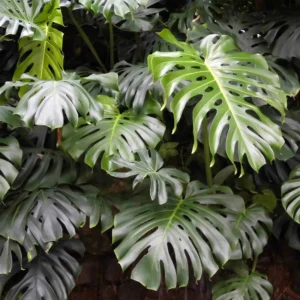 Monstera Deliciosa Live Plant 5-7 Inch - Indoor Houseplant No Pot