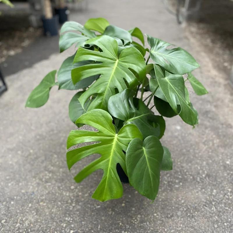 Monstera Deliciosa Live Plant 5-7 Inch - Indoor Houseplant No Pot