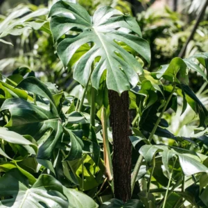 Monstera Deliciosa Live Plant 5-7 Inch - Indoor Houseplant No Pot