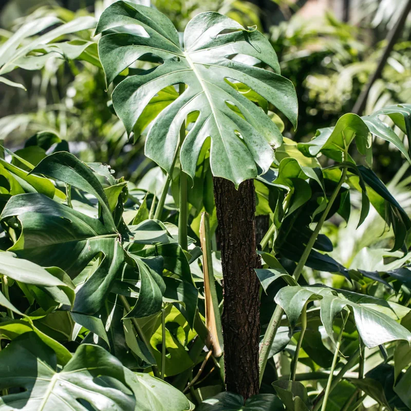 Monstera Deliciosa Live Plant 5-7 Inch - Indoor Houseplant No Pot