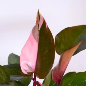 Pink Princess Philodendron Live Plant - Indoor Houseplant 5-7 Inches