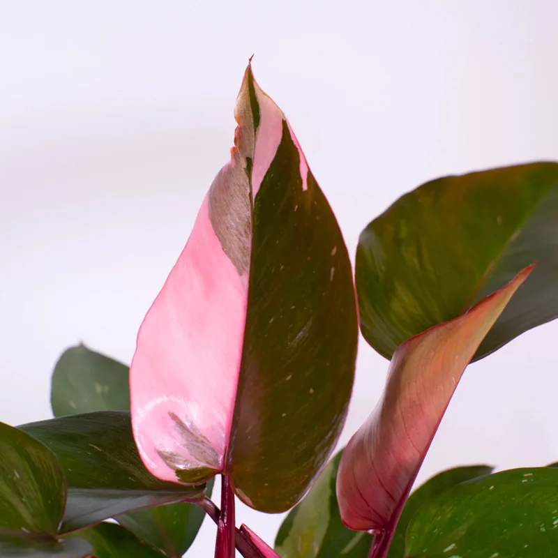 Pink Princess Philodendron Live Plant - Indoor Houseplant 5-7 Inches