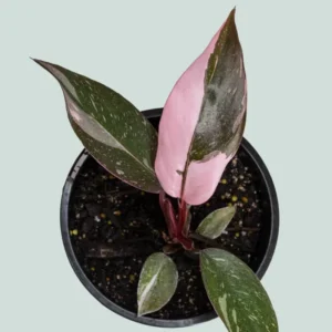 Pink Princess Philodendron Live Plant - Indoor Houseplant 5-7 Inches