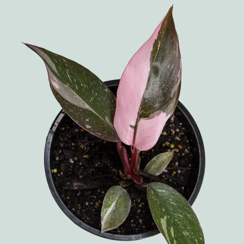 Pink Princess Philodendron Live Plant - Indoor Houseplant 5-7 Inches