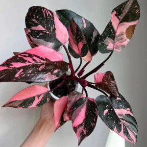 Pink Princess Philodendron Live Plant - Indoor Houseplant 5-7 Inches