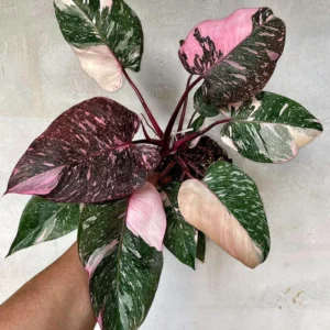Pink Princess Philodendron Live Plant - Indoor Houseplant 5-7 Inches