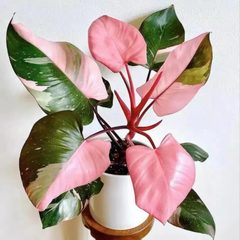 Pink Philodendron Plant Live, Rare Variegated Houseplant, 4-8 Inches