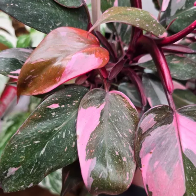 Pink Philodendron Plant Live, Rare Variegated Houseplant, 4-8 Inches